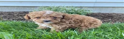 Toy Poodle dogs for sale: Freddy- small - Ad 2