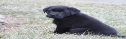 Labrador Retriever dogs for sale: Luke - Ad 5