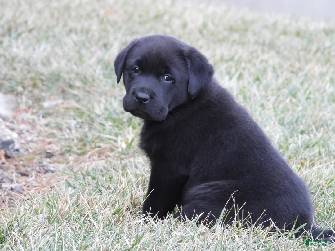 Labrador Retriever dogs for sale: Luke - Ad 5