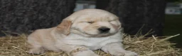 Golden Retriever dogs for sale: Gabby - Ad 9