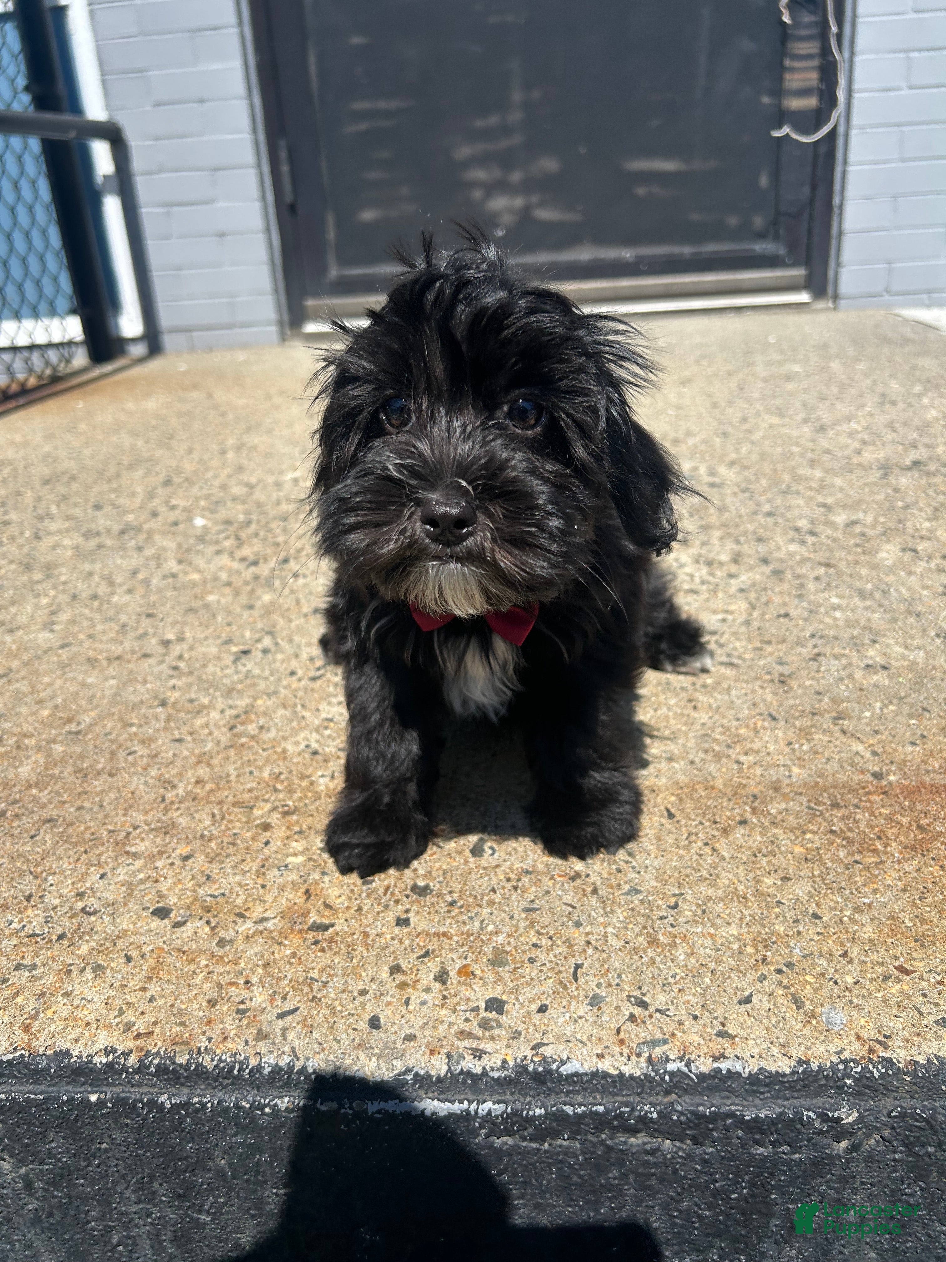 Yorkiepoo dogs Yorkiepoo 1 - Ad 2