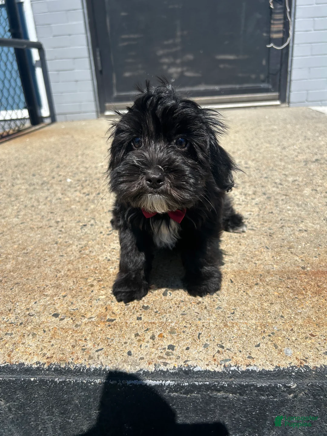 Yorkiepoo dogs for sale: Yorkiepoo 1 - Ad 2