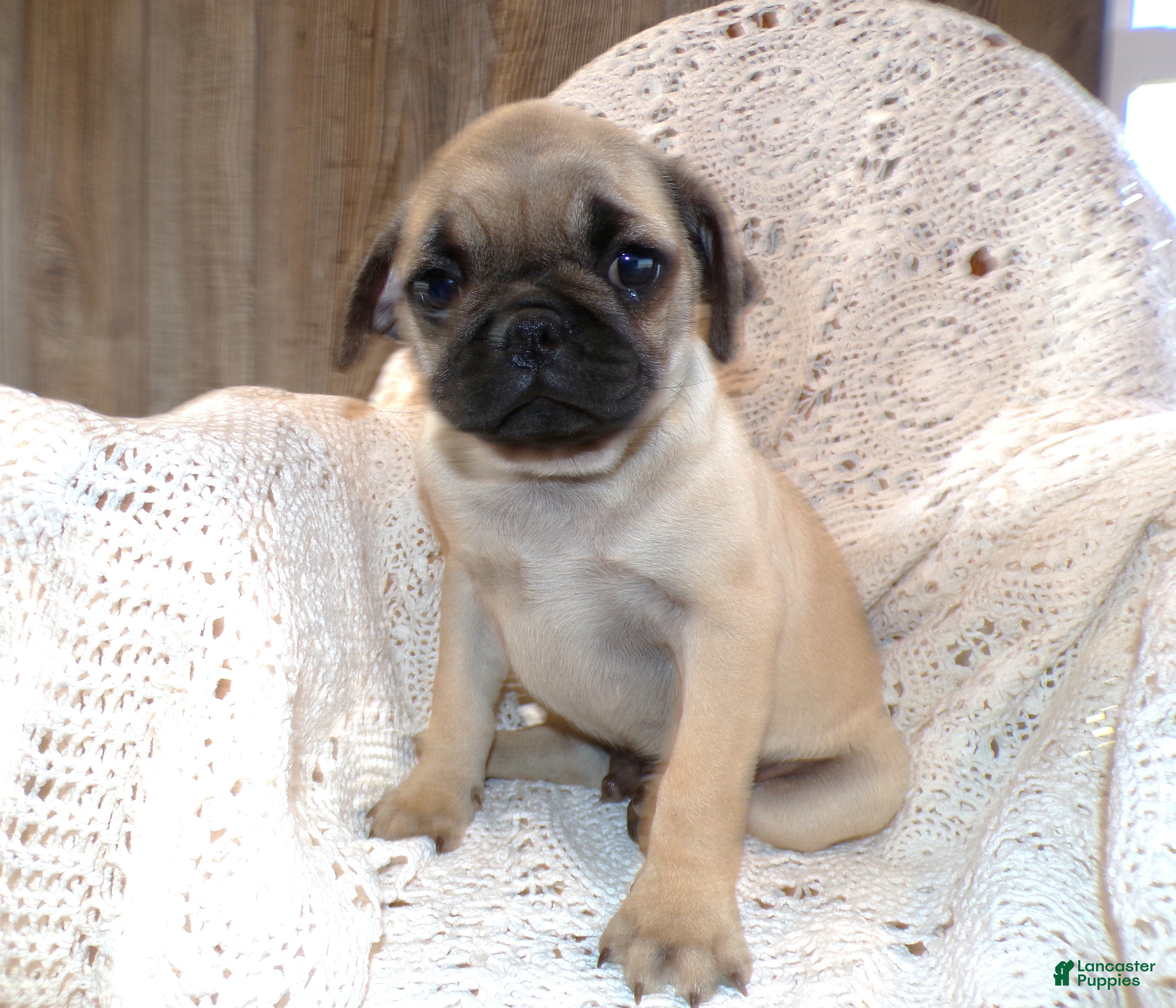 Pug dogs Pug Puppy 5 Peanut - Ad 37