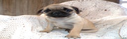 Pug dogs for sale: Pug Puppy 5 Peanut - Ad 1