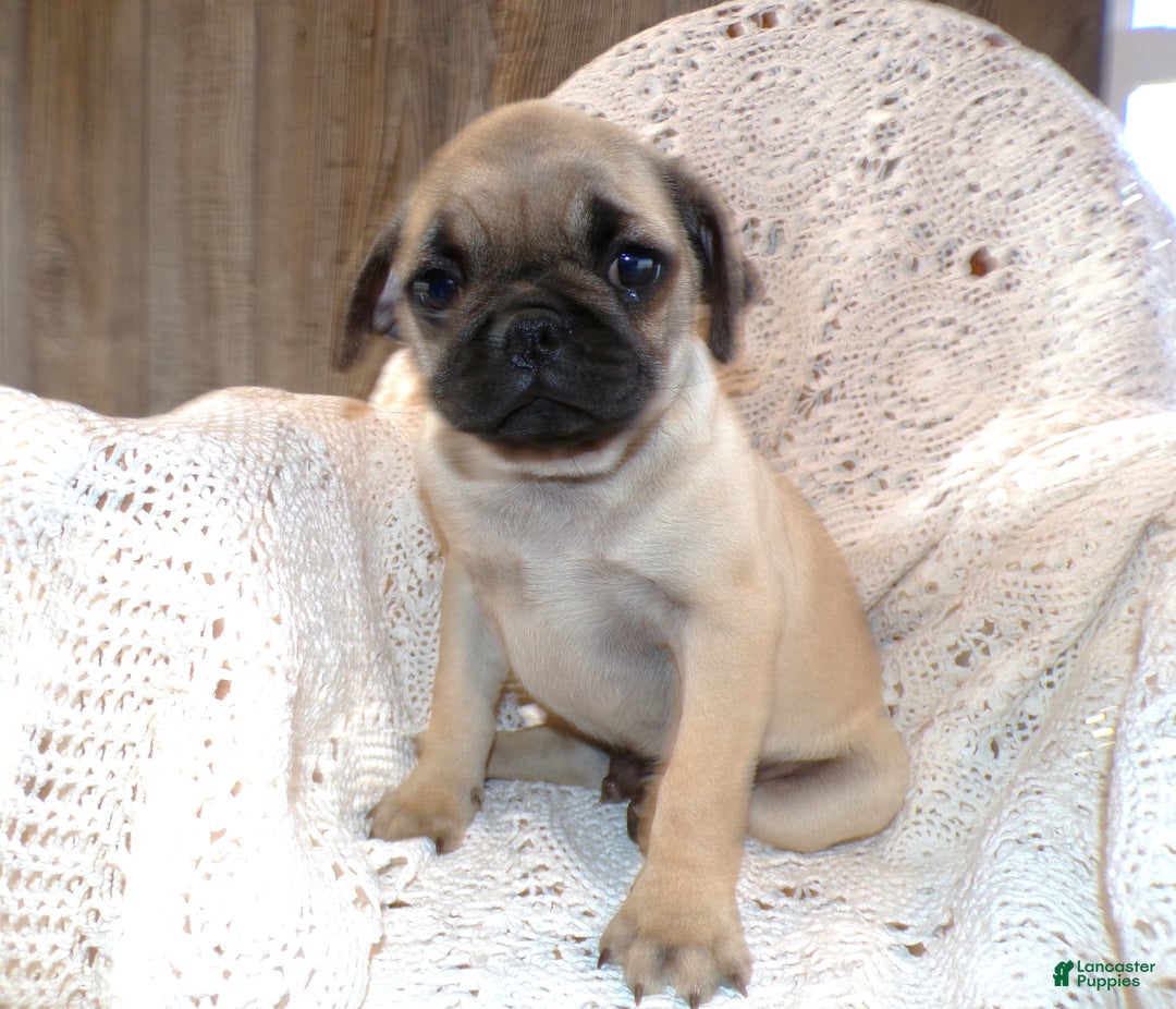 Pug dogs for sale: Pug Puppy 5 Peanut - Ad 1