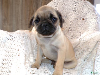 Pug dogs Pug Puppy 5 Peanut - Ad 36