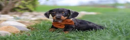 Miniature Dachshund dogs for sale: Leo - Ad 6