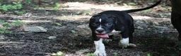 American Bully dogs for sale: Jet - Ad 9