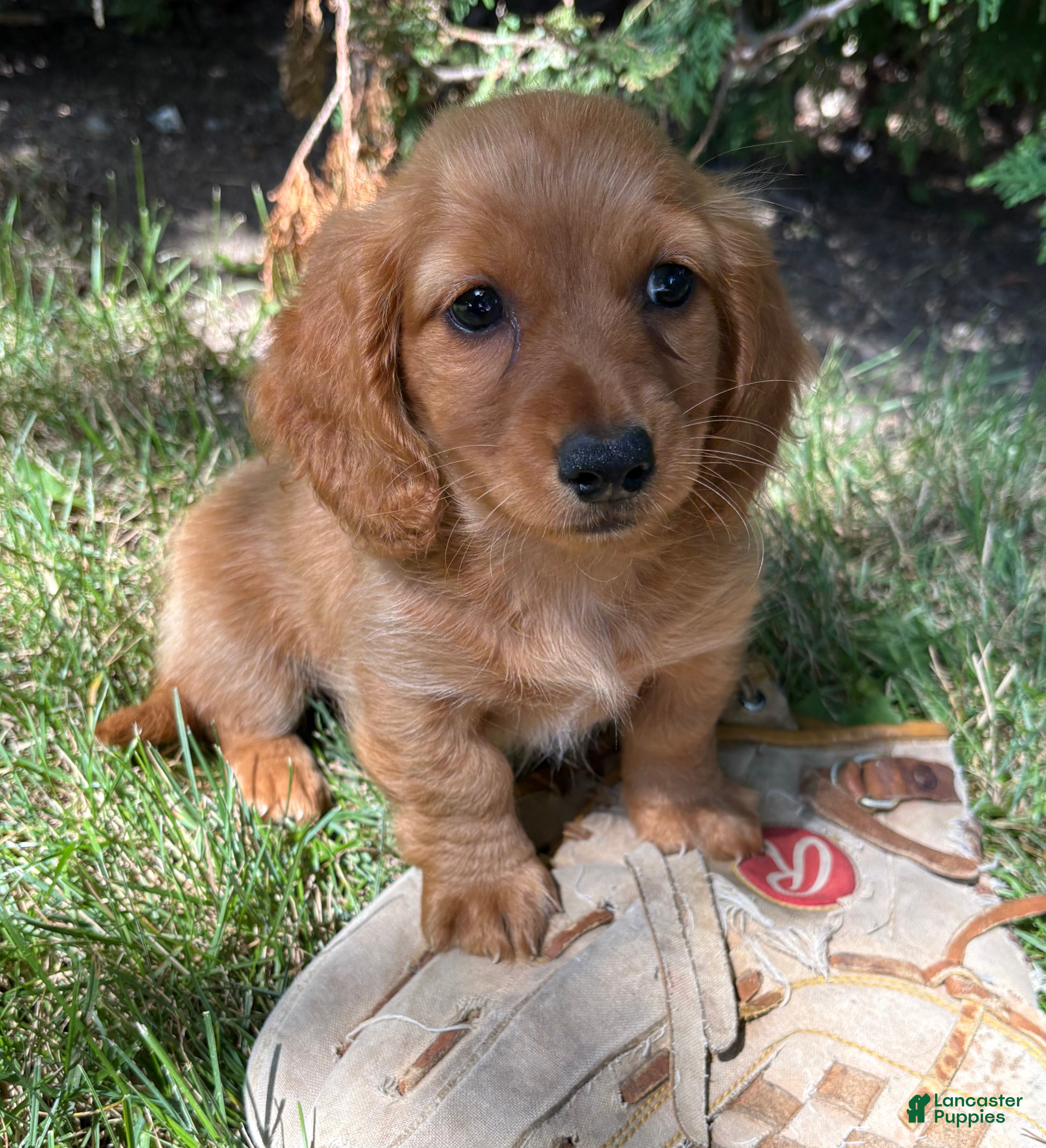 Dachshund dogs Pumpkin - Ad 2