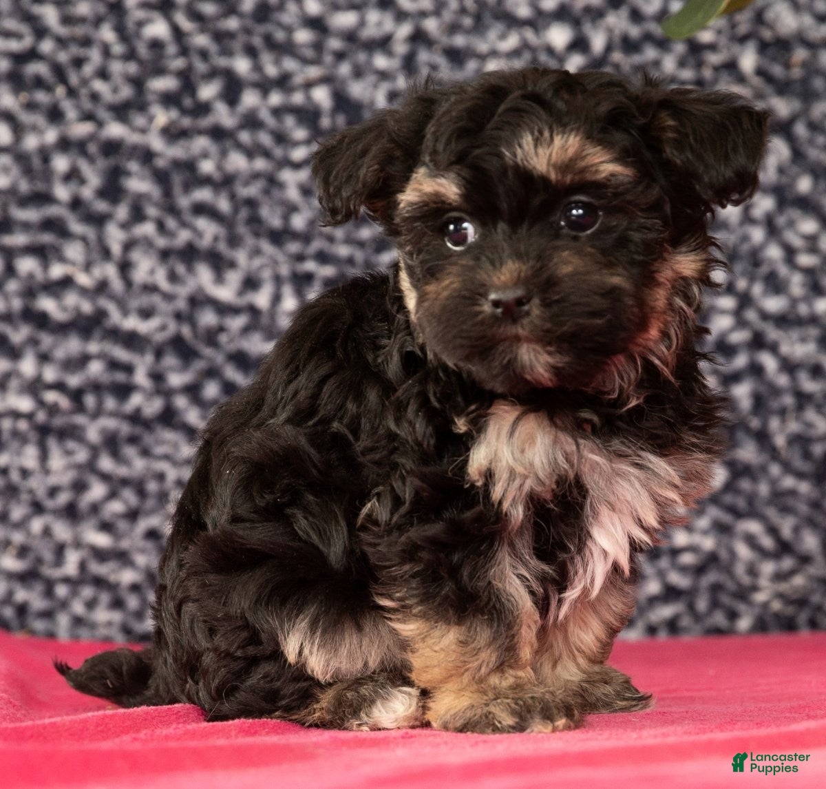 Havapoo dogs Gina - Ad 2