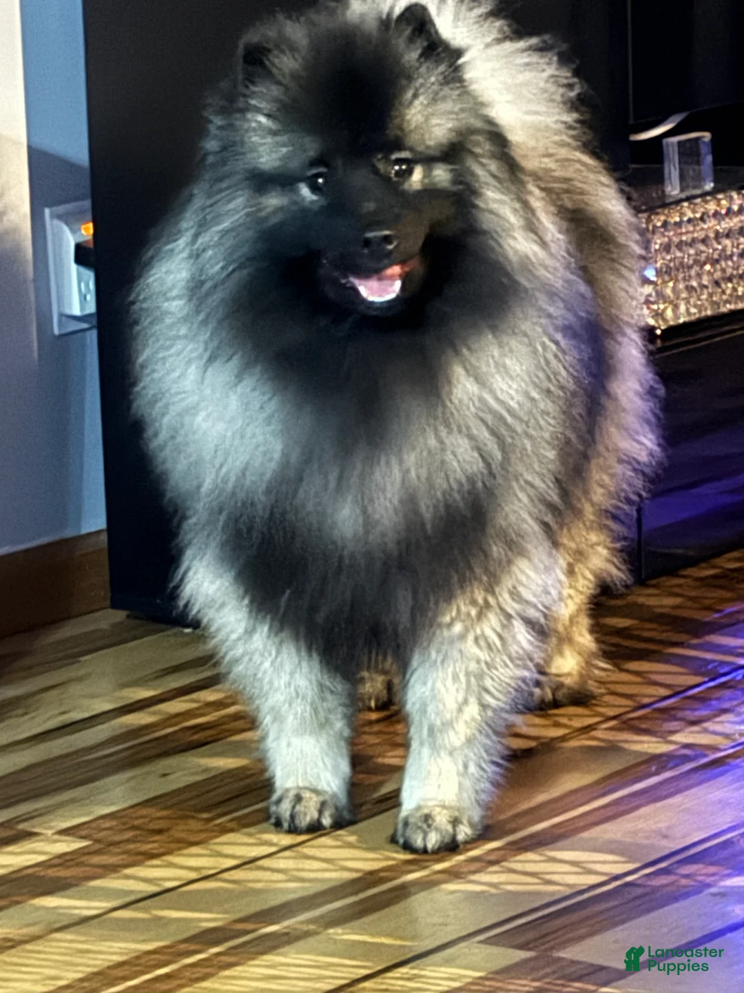 Keeshond dogs for sale: Keeshond Puppy 2 - Ad 3