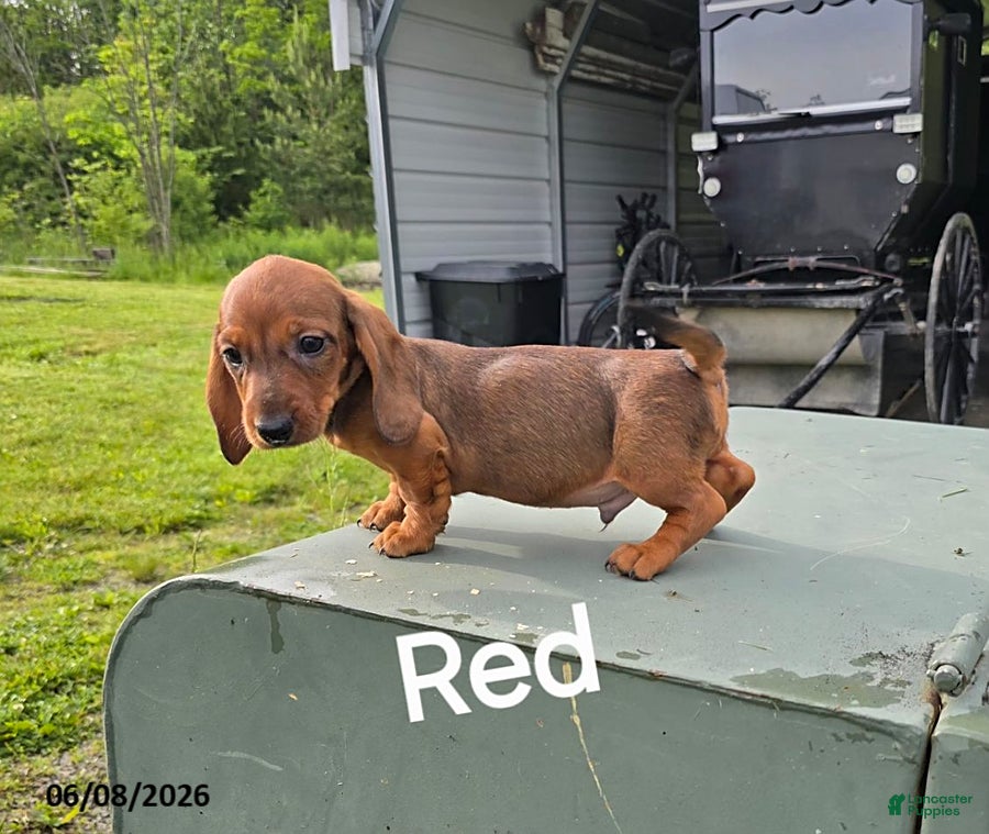 Dachshund dogs Red - Ad 4