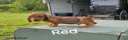 Dachshund dogs for sale: Red - Ad 1