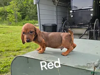 Dachshund dogs Red - Ad 4