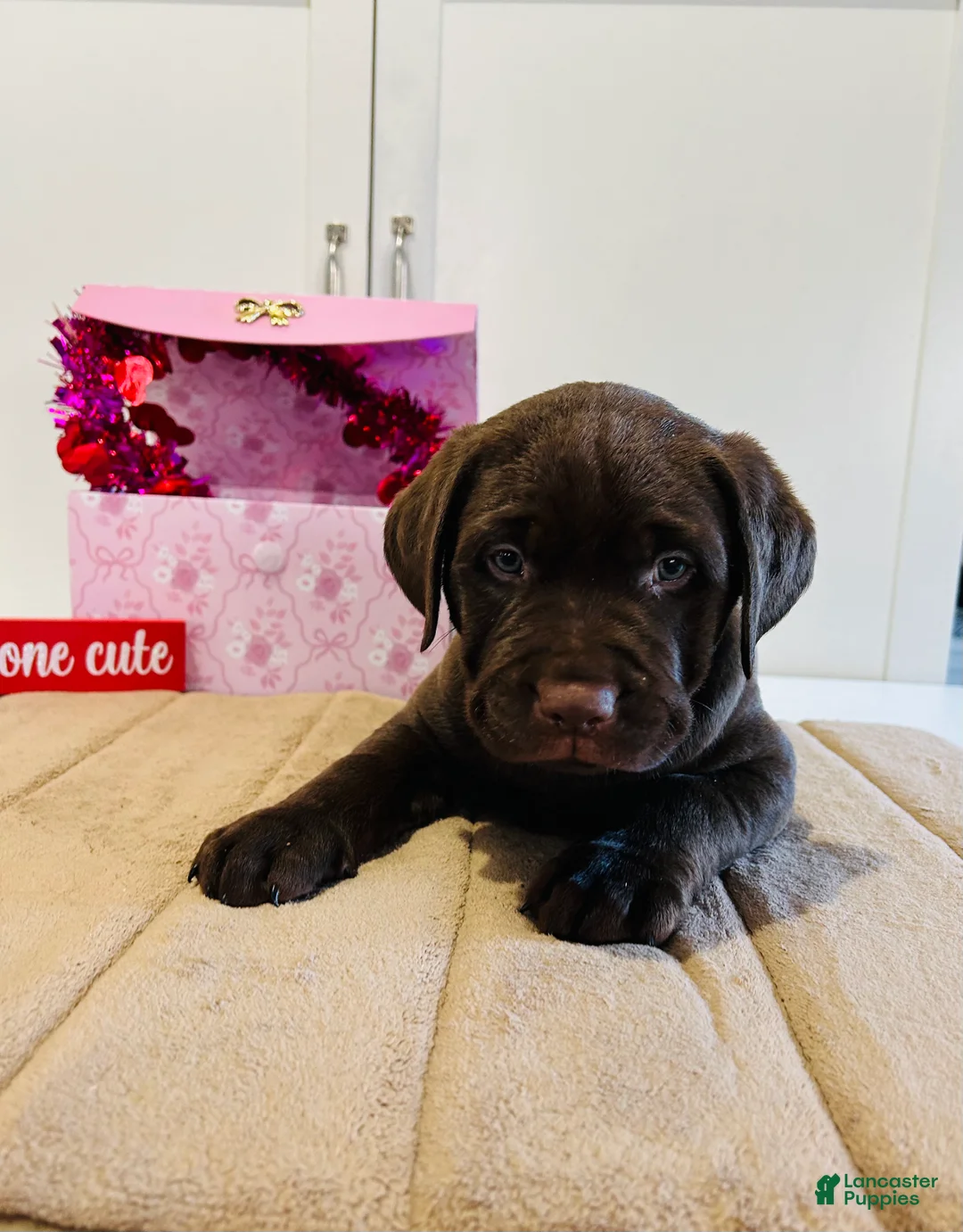 Labrador Retriever dogs for sale: Kobe - Ad 1