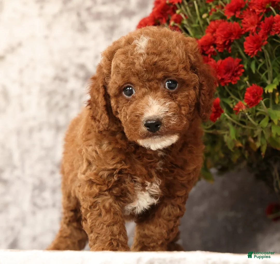 Cavapoo dogs for sale: Sawyer - Ad 1