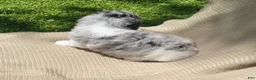 Mixed Breed dogs for sale: Danish - Ad 17