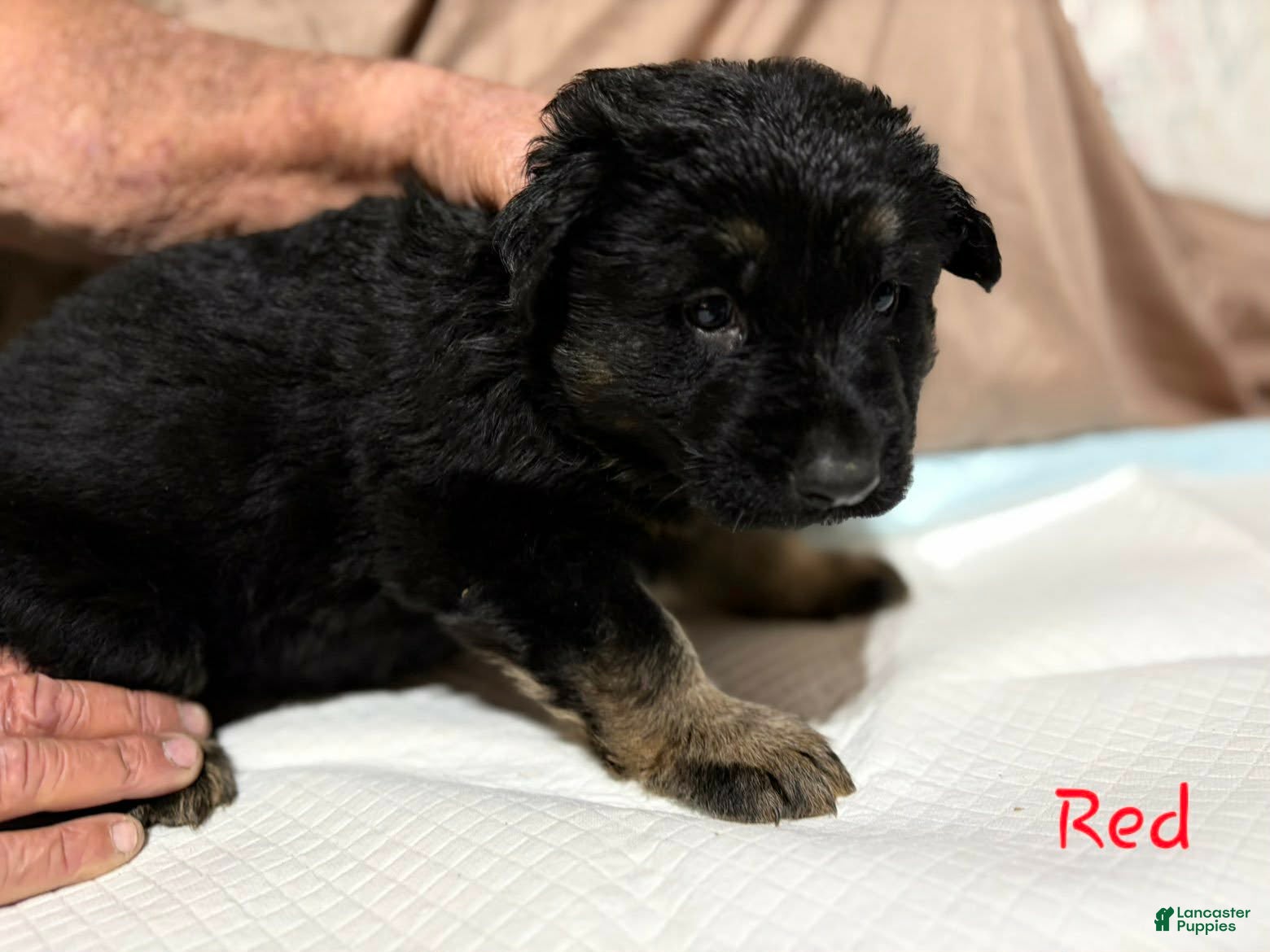 German Shepherd dogs Red Collar Male - Ad 40