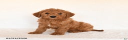 Cavapoo dogs for sale: Sparkey   - Ad 2