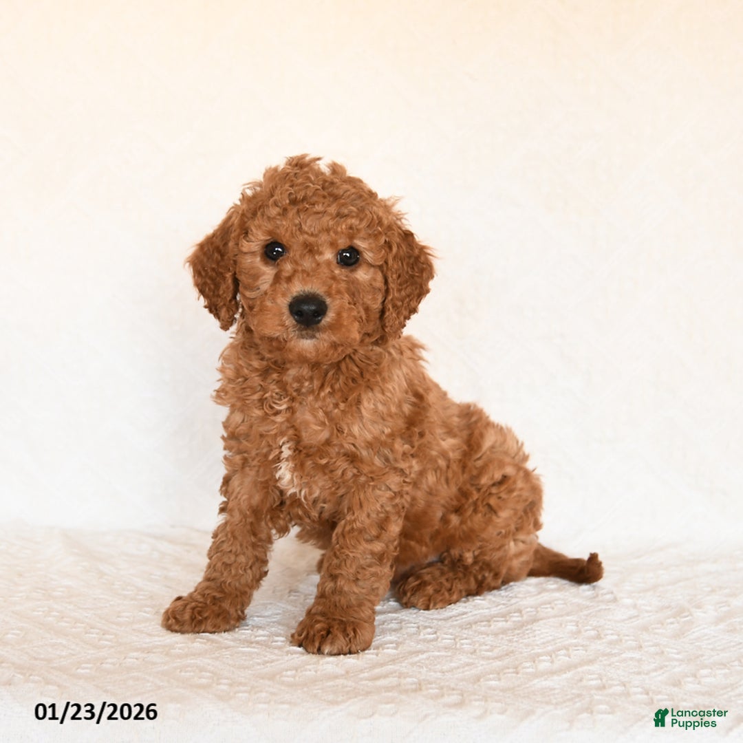 Cavapoo dogs for sale: Sparkey   - Ad 2