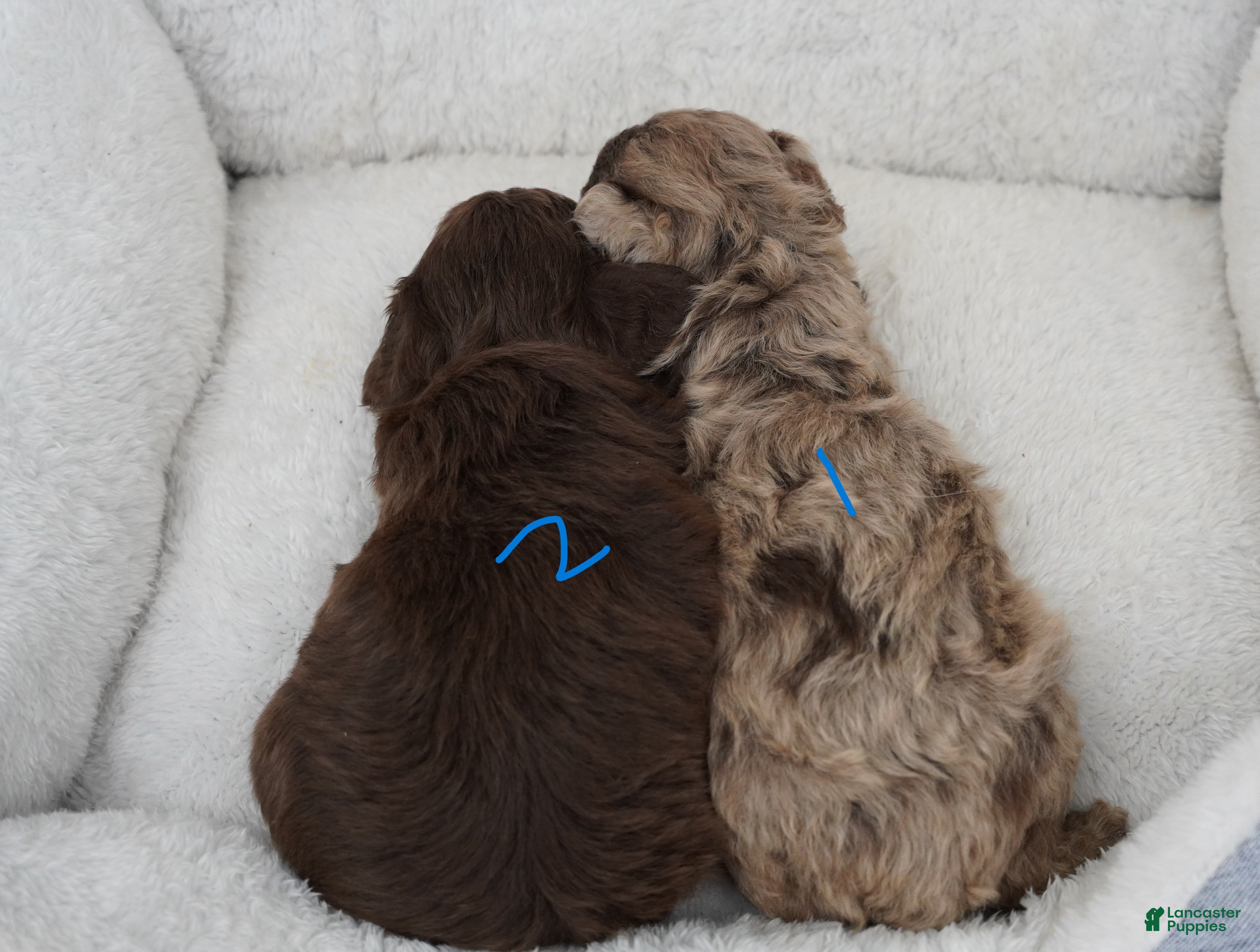 Mini Aussiedoodle dogs F1B Toy Chocolate Merle Male - Ad 2