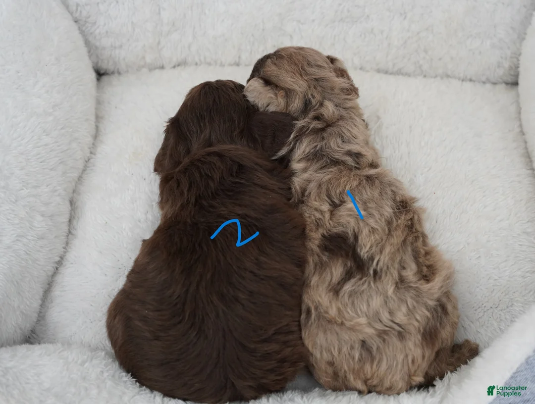 Mini Aussiedoodle dogs for sale: F1B Toy Chocolate Merle Male - Ad 2