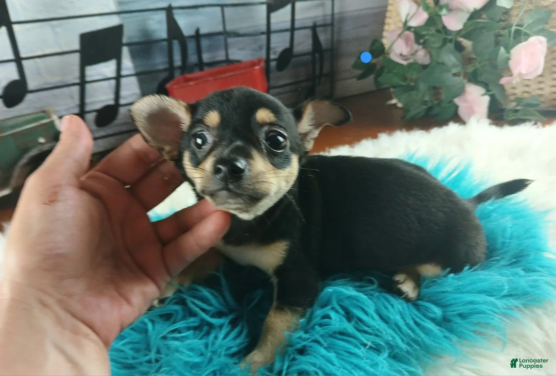 Chihuahua dogs for sale: Blk tan male B Hand Delivery  - Ad 2