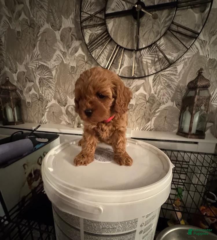 Cavapoo dogs Sara - Ad 19