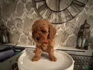 Cavapoo dogs Sara - Ad 19