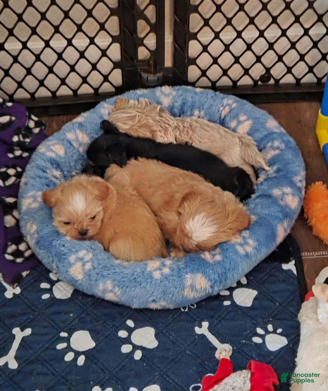 Shih Tzu dogs for sale: Shih Tzu Puppy 2 - Ad 4