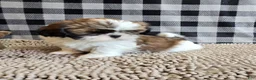 Shih Tzu dogs for sale: Marcus - Ad 6