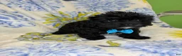 Mixed Breed dogs for sale: Mixed Breed 1 - Ad 2