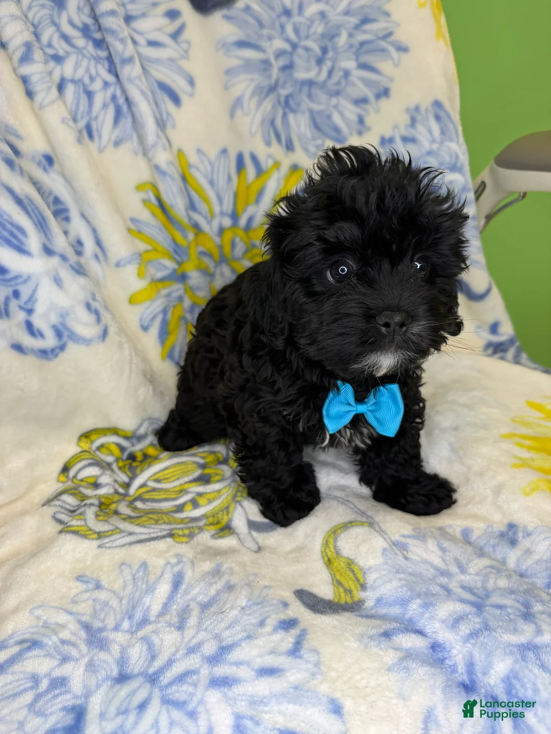 Mixed Breed dogs for sale: Mixed Breed 1 - Ad 2