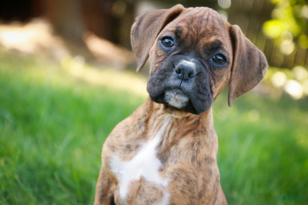 Boxer dogs for sale: Gemma - Ad 4