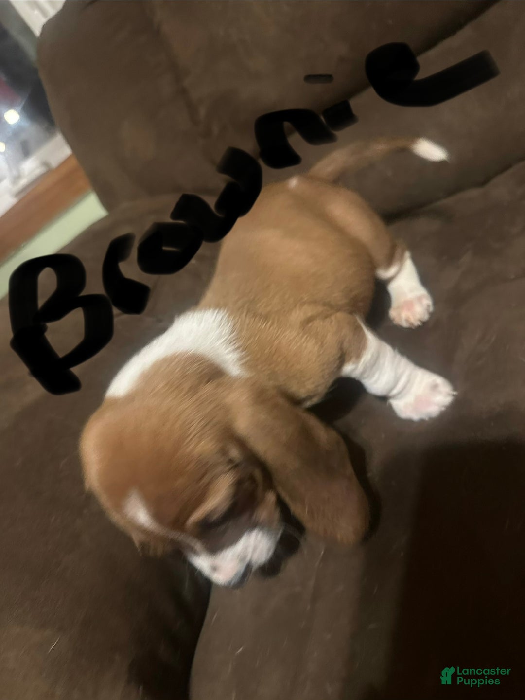 Basset Hound dogs for sale: Brownie - Ad 4