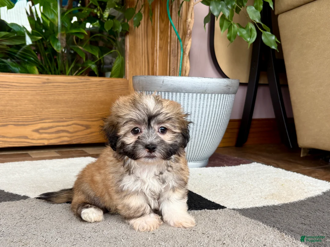Mixed Breed dogs for sale: Lhasa/Coton male 2 - Ad 1