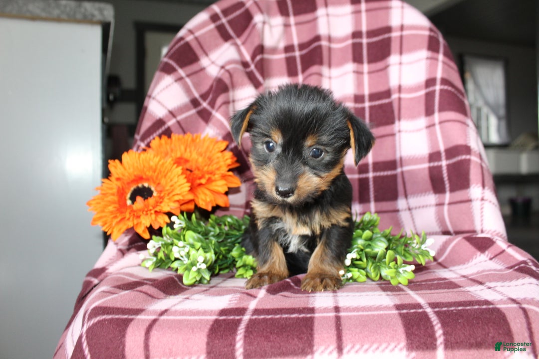 Yorkshire Terrier dogs for sale: Ava - Ad 3