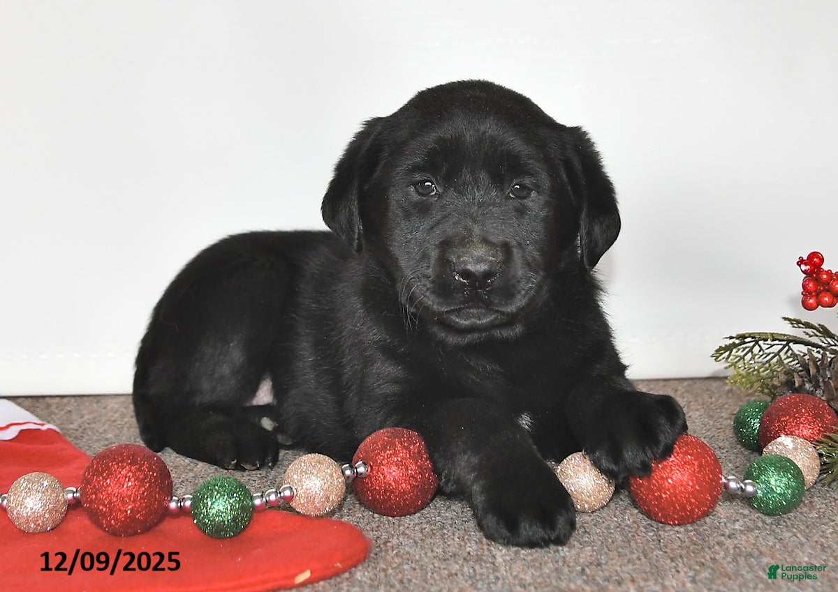 Labrador Retriever dogs Sally - Ad 23