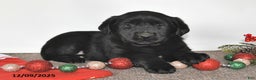 Labrador Retriever dogs for sale: Sue - Ad 2
