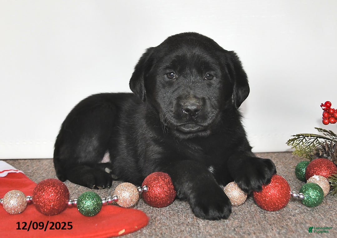 Labrador Retriever dogs for sale: Sue - Ad 2