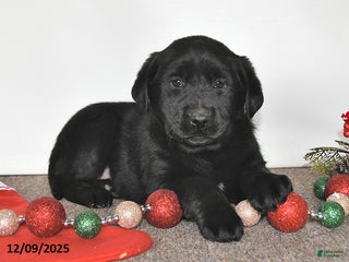 Labrador Retriever dogs Sally - Ad 23