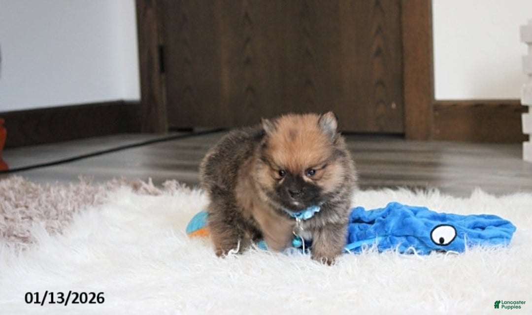 Pomeranian dogs for sale: Asher - Ad 2
