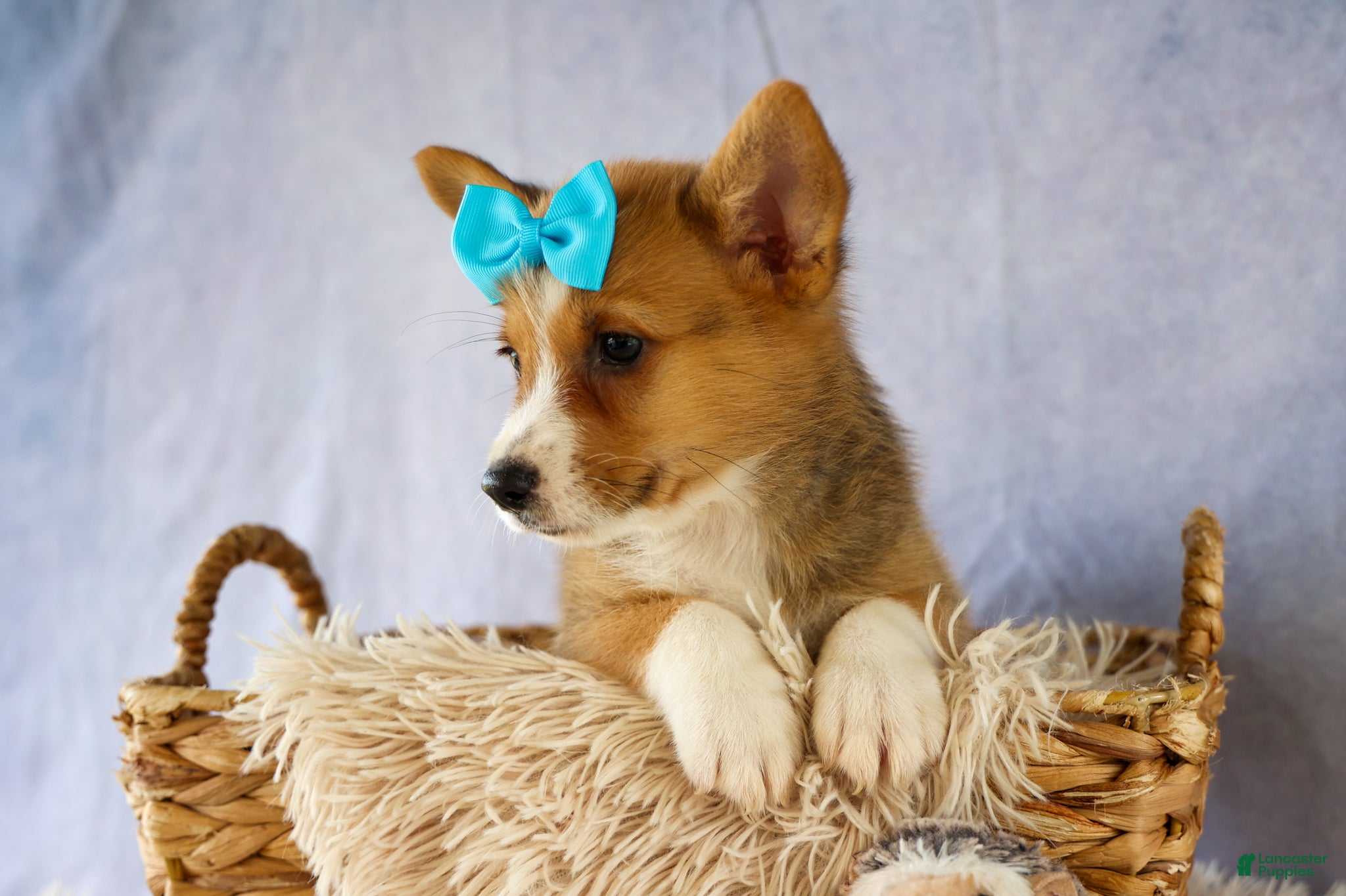 Welsh Corgi Pembroke dogs Yack 🐶  - Ad 1