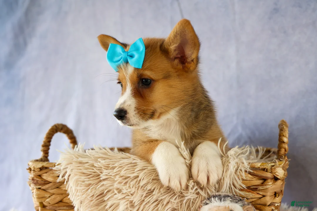 Welsh Corgi Pembroke dogs for sale: Yack 🐶  - Ad 1