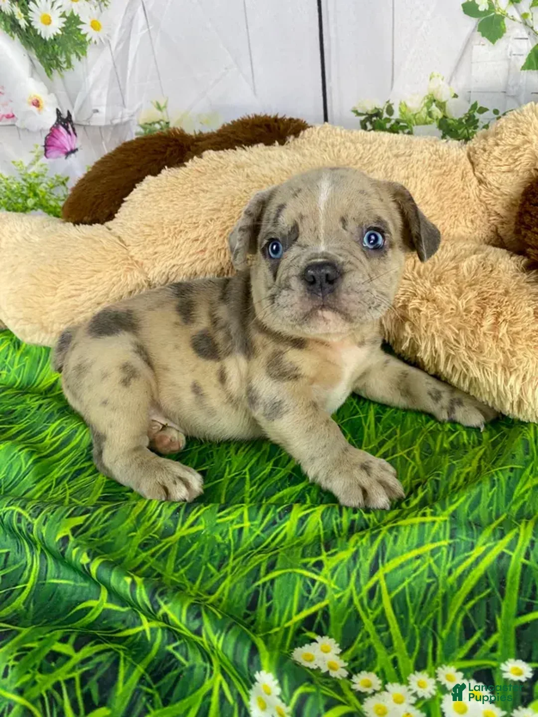 Gallery Image {{count}}