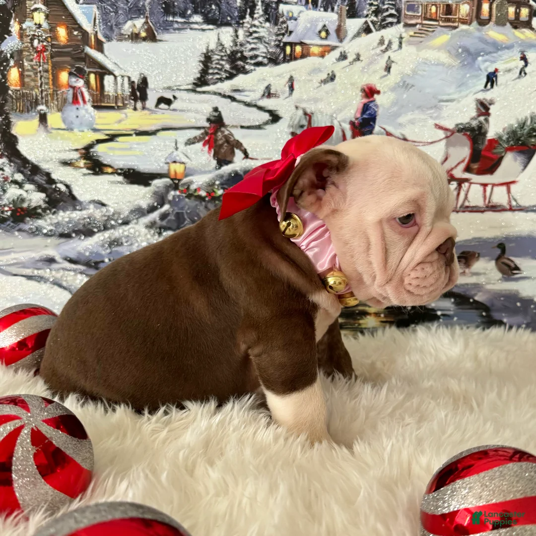 English Bulldog dogs for sale: Gala - Ad 2