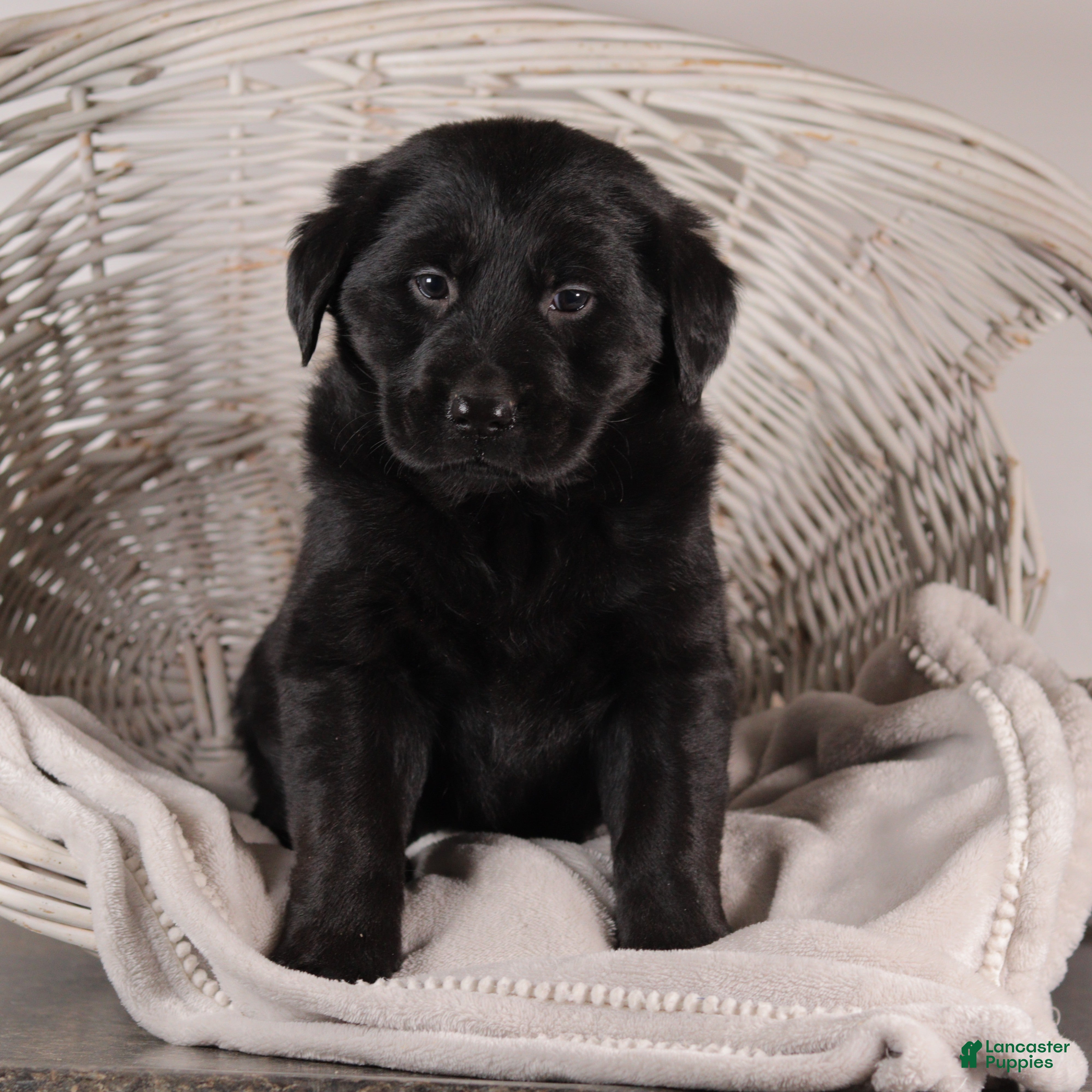 Mixed Breed dogs Rosa - Ad 36