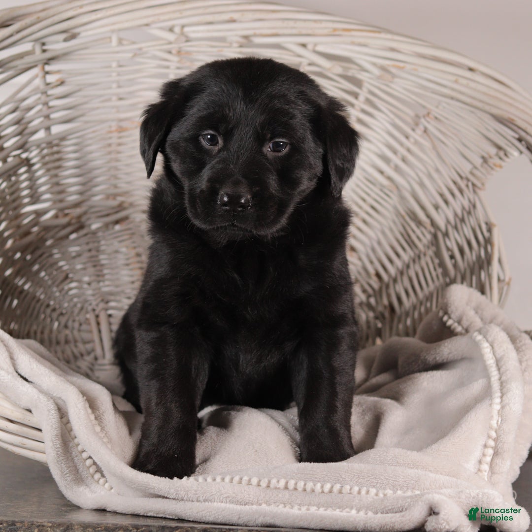 Mixed Breed dogs for sale: Rosa - Ad 1