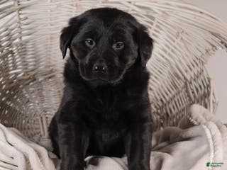 Mixed Breed dogs Rosa - Ad 36