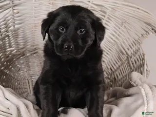 Mixed Breed dogs Rosa - Ad 40